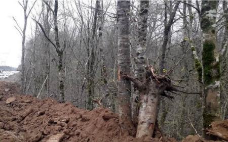 قطع درختان در مازندران،اخبار اجتماعی،خبرهای اجتماعی