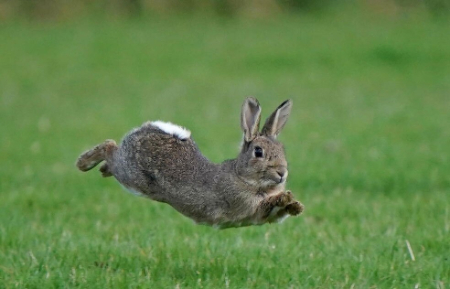 عکسهای جالب,عکسهای جذاب,جست و خیز یک خرگوش در زمینی در کنت انگلیس