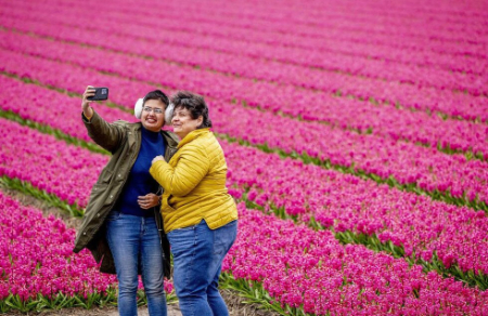 عکسهای جالب,عکسهای جذاب,مزارع گل لاله در هلند 