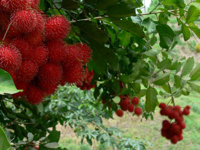 میوه رامبوتان , خواص رامبوتان