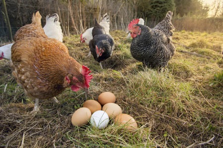 ارزش غذایی تخم مرغ بومی, تفاوت رنگ پوست تخم مرغ محلی و ماشینی, خواص تخم مرغ محلی