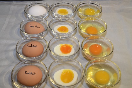 تفاوت رنگ پوست تخم مرغ محلی و ماشینی, خواص تخم مرغ محلی, خواص تخم مرغ بومی
