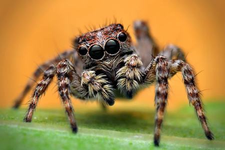 عنکبوت های جهنده،اخبار علمی،خبرهای علمی