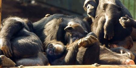  شامپانزه‌,اخبار علمی ,خبرهای علمی 