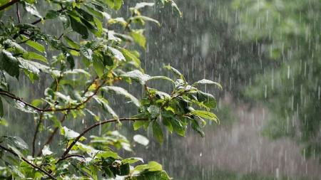 رگبار باران و رعد و برق در جنوب کشور،اخبار اجتماعی،خبرهای اجتماعی