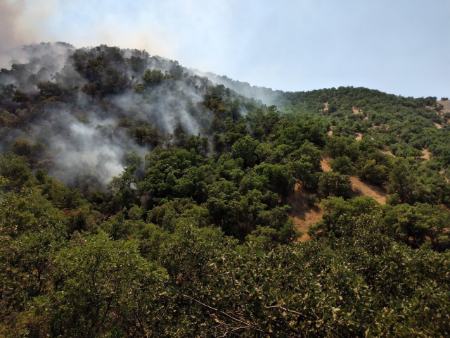 آتش سوزی جنگل های مریوان،اخبار اجتماعی،خبرهای اجتماعی