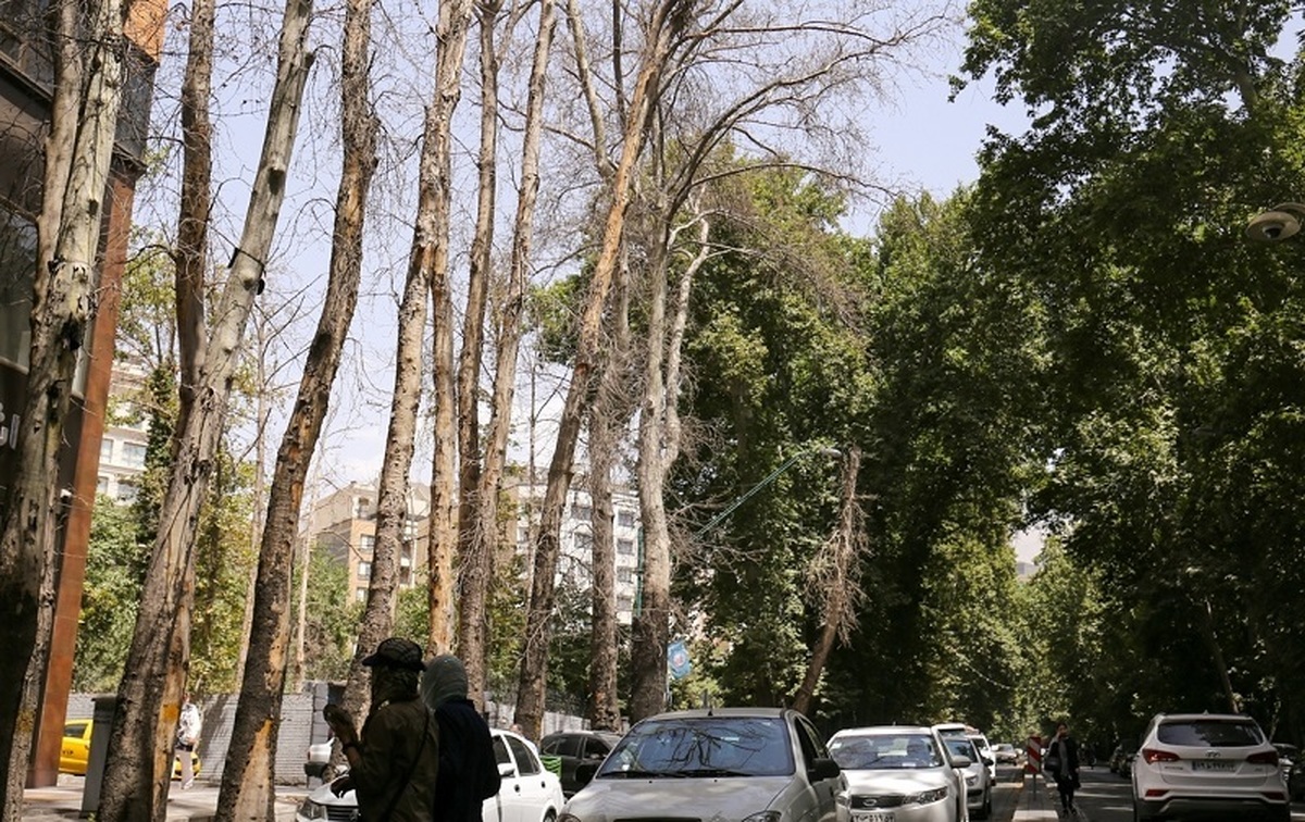 درختان ولیعصر تهران،اخبار اجتماعی،خبرهای اجتماعی