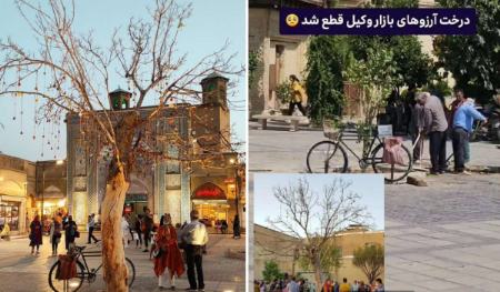 درخت آرزوها در شیراز،اخبار اجتماعی،خبرهای اجتماعی