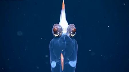 ماهی مرکب،اخبار علمی،خبرهای علمی
