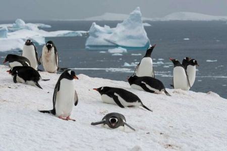 قطب جنوب،اخبار علمی،خبرهای علمی