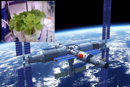 کاشت سبزیجات در فضا ,اخبار علمی ,خبرهای علمی 