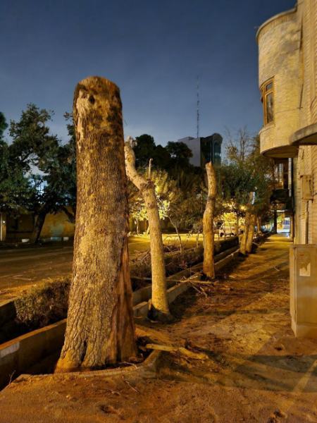 قطع درختان در تهران،اخبار اجتماعی،خبرهای اجتماعی