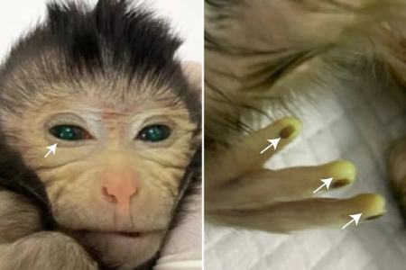 تولد یک میمون در چین،اخبار علمی،خبرهای علمی