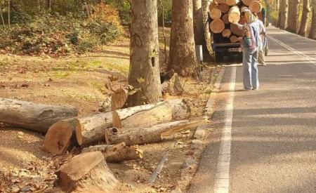 قطع درختان سعدآباد،اخبار اجتماعی،خبرهای اجتماعی