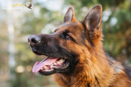 چگونه یک سگ نگهبان را تربیت کنیم