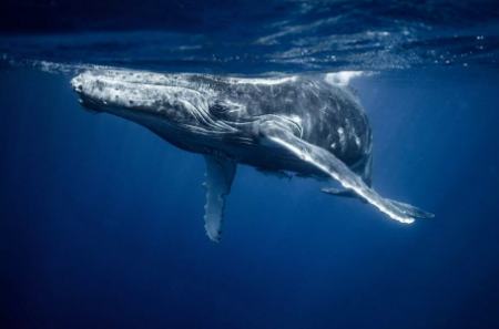 نهنگ،اخبار علمی،خبرهای علمی