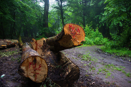 قطع ۴ هزار درخت در جنگلِ الیمالاتِ نور ,اخبار اجتماعی ,خبرهای اجتماعی 