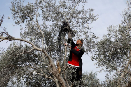 عکسهای جالب,عکسهای جذاب,جوان فلسطینی در حال پایین آوردن بقایای پیکر یک شهید فلسطینی از بالای درخت در پی حمله هوایی اسراییل به شهر رفح در جنوبی ترین نقطه نوار غزه