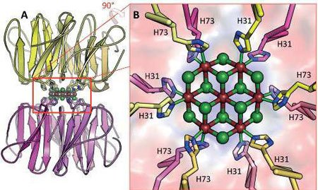 اخبار , اخبار علمی,تولید کوچک ترین نانوبلور,نانوبلور دنیا اخبار , اخبار علمی,تولید کوچک ترین نانوبلور,نانوبلور دنیا