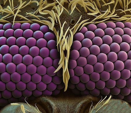 بیا نگا کن عکس های حشراتو زیر میکروسکوپ اصلا ترسناک نیست 1