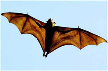 طراحی هواپیماهای آینده با الگوبرداری از خفاشها 1