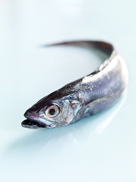 مشخصات ماهی هوکی, عکس ماهی هوکی, خرید ماهی هوکی
