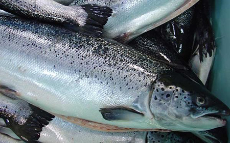  خواص ماهي هوکي, ماهی هوکی چیست, مشخصات ماهی هوکی