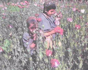 یك مزرعه خشخاش در ایالت غور افغانستان در ماه مه 2003 