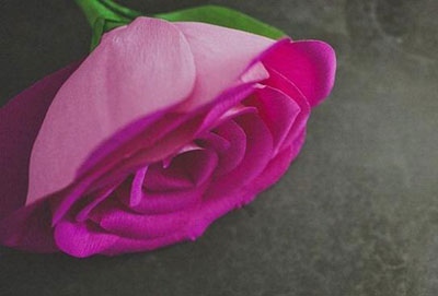 ساخت گل رز کاغذی, آموزش تصویری ساخت گل رز کاغذی