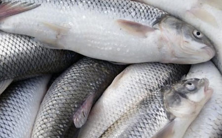 تشخیص ماهی تازه,راهنمای خرید ماهی