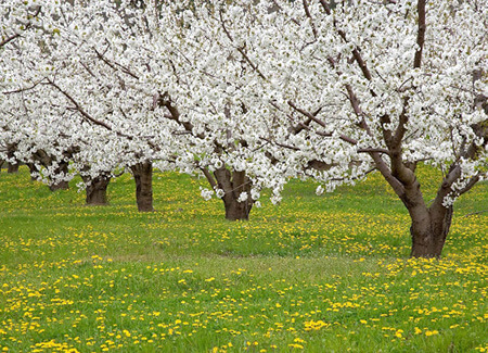 تصاویر پشت زمینه از فصل بهار, عکس های فصل بهار, تصاویر از شکوفه های بهاری