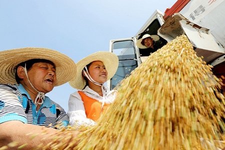    برداشت محصول در استان آنهویی، چین