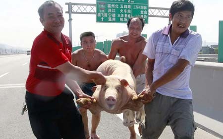 جابجایی یک خوک در فوژو چین
