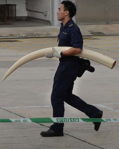 کشف یک محموله قاچاق 5 میلیون دلاری شامل پوست پلنگ، عاج فیل و شاخ گرکدن (هنگ کنگ)