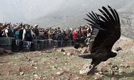 آزاد کردن بزرگ ترین پرنده شکاری جهان در شیلی