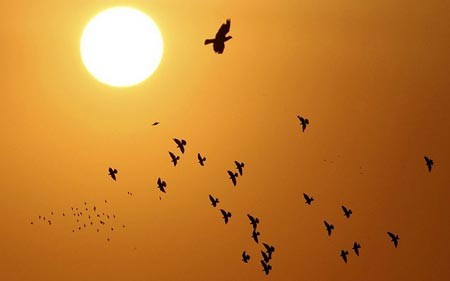 پرواز کبوترها بر فراز آسمان شهر امان (پایتخت اردن)