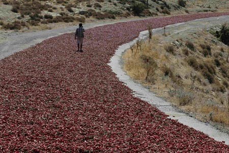 خشک کردن فلفل قرمز در منطقه کیلیس ترکیه