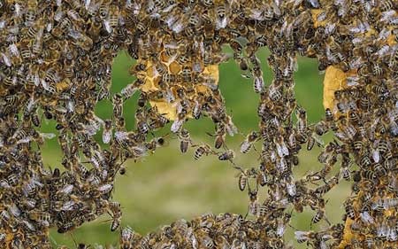 هزاران زنبور با پاهایشان پل درست کرده اند تا یک حفره در کندویشان را پر کنند