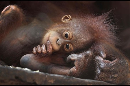 بچه اورانگوتان در کنار مادر خود در یک باغ وحش در سنگاپور
