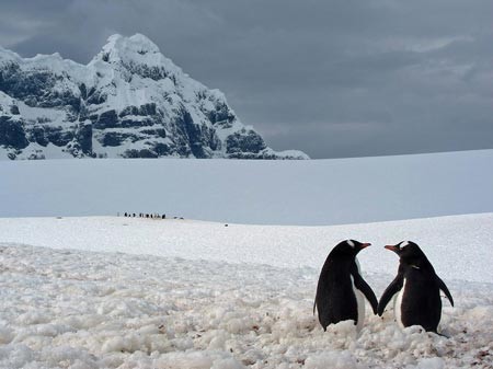  پنگوئن ها در قطب جنوب
