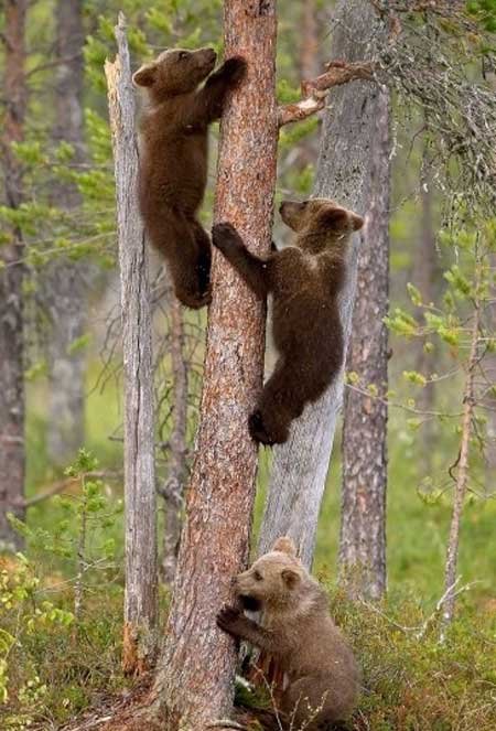 عکسهای جالب,تصاویر جالب,خرس های اوراسیایی 