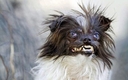 عکسهای جالب,زشت ترین سگ های دنیا,تصاویر دیدنی