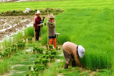 عکسهای جذاب,مزرعه برنج,تصاویر جالب