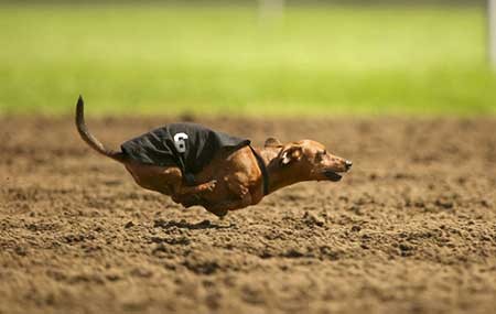 عکسهای جذاب, مسابقات دوی سگ ها ,تصاویر جالب