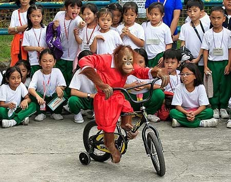 عکسهای جالب,دوچرخه سواری میمون,تصاویر دیدنی