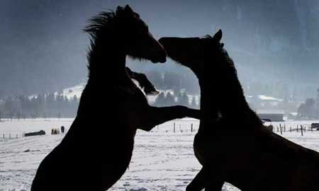 عکسهای جالب,اسب,عکسهای جذاب