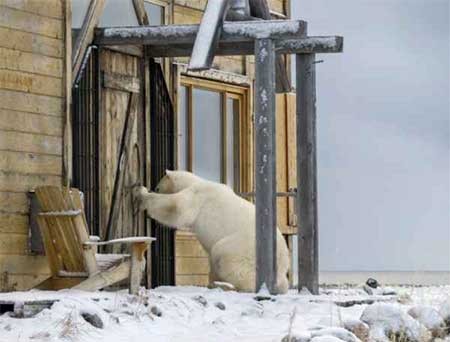 عکسهای جالب,خرس قطبی,تصاویر جالب