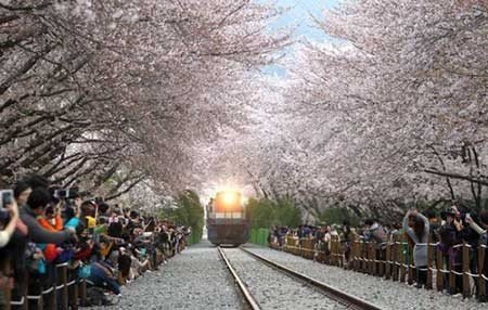 عکسهای جالب,شکوفه های گیلاس ,تصاویر دیدنی