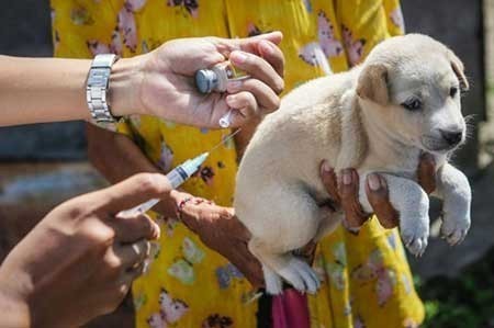 عکسهای جذاب,واکسیناسیون حیوانات خانگی,تصاویر دیدنی