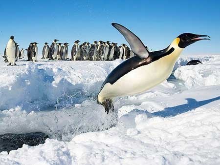 عکسهای جذاب,تصاویر دیدنی,بازی پنگوئن ها